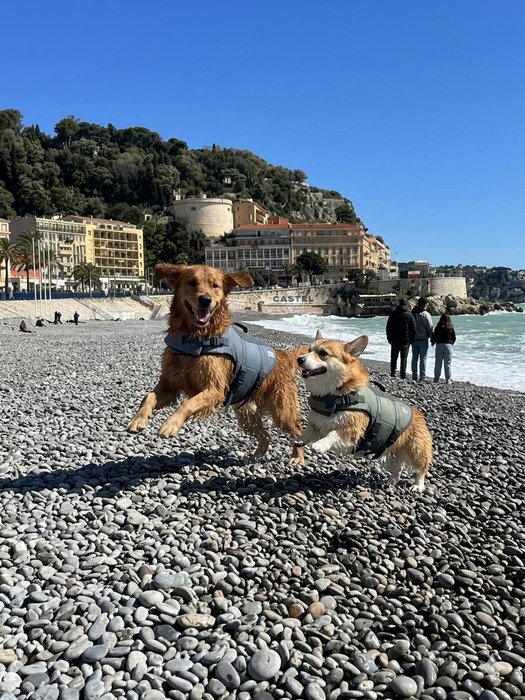 Dog by the sea