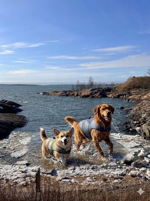 Dog in water coat